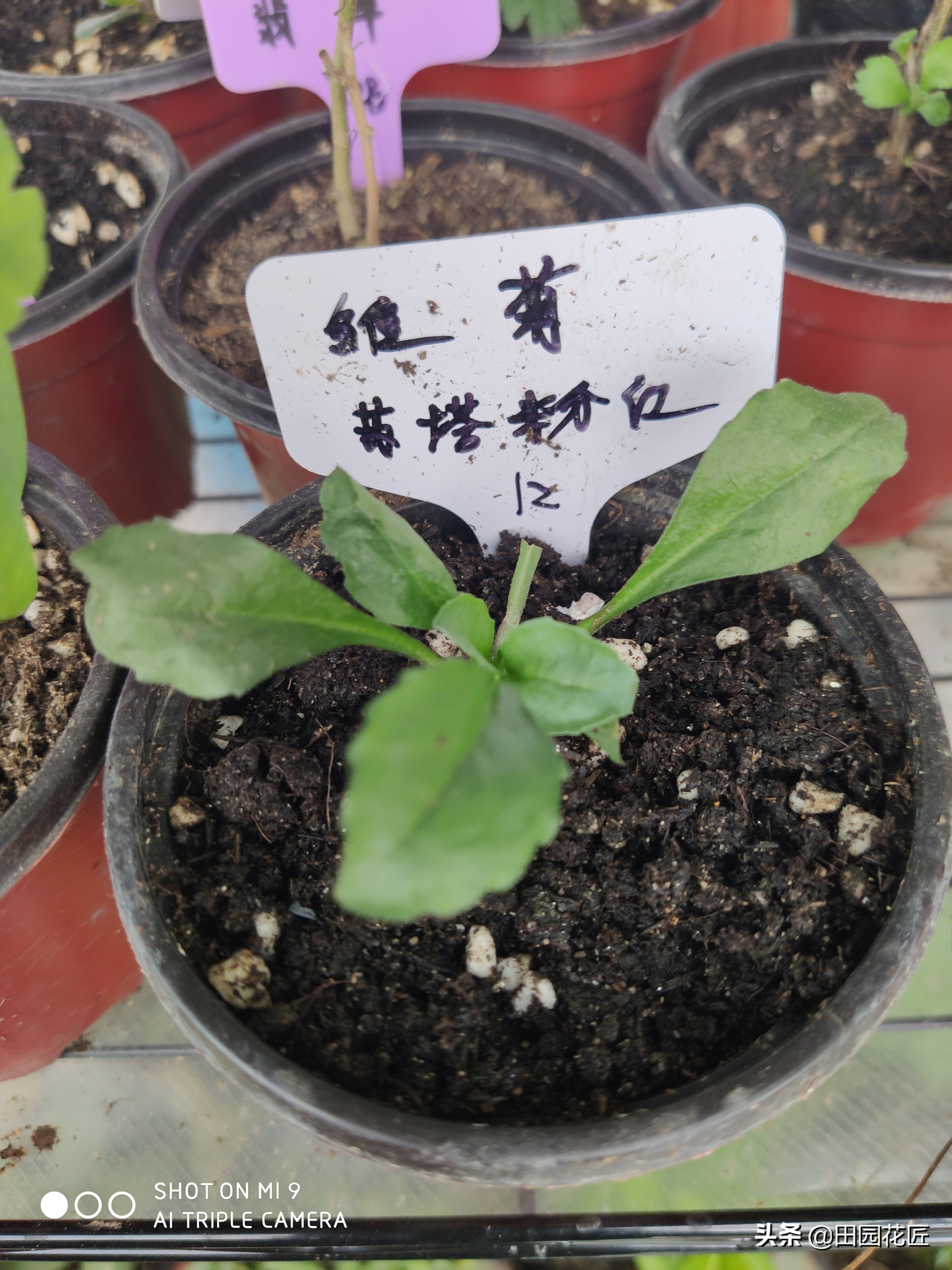 雏菊盆栽花期过后怎样打理,雏菊开花后养护