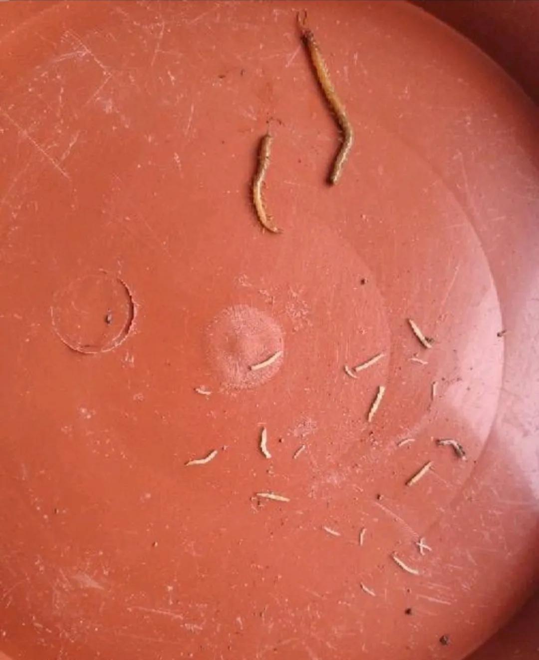 昆虫植物大作战,昆虫毒虫大作战