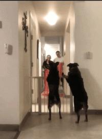 真鳄鱼皮鞋搞笑,鳄鱼皮鞋搞笑视频