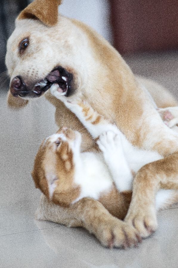 这是什么狗,狗狗横齿什么样