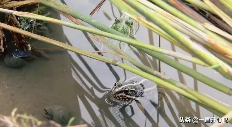 致富经节目现在怎么样了,致富经里的节目真实吗