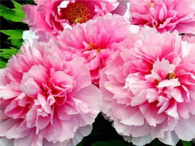 牡丹怎样种植好,室内种植牡丹