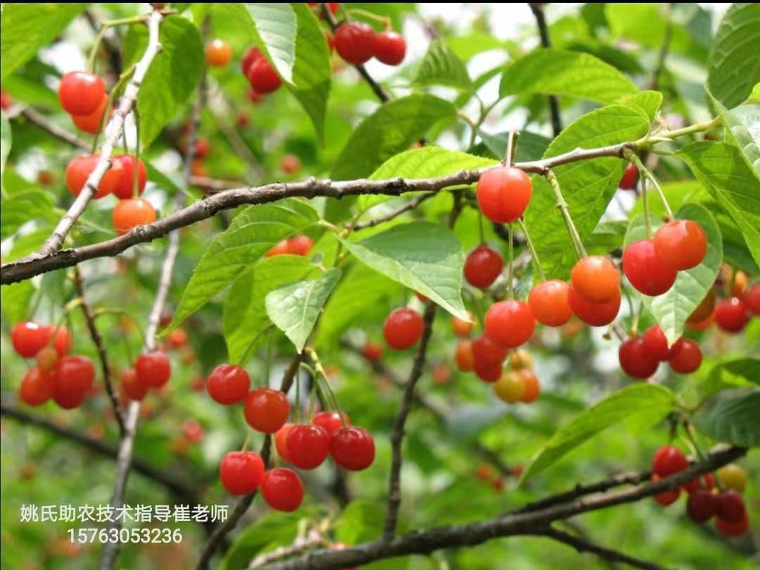 樱桃当年小苗管理方法,怎样防止大棚樱桃二次开花