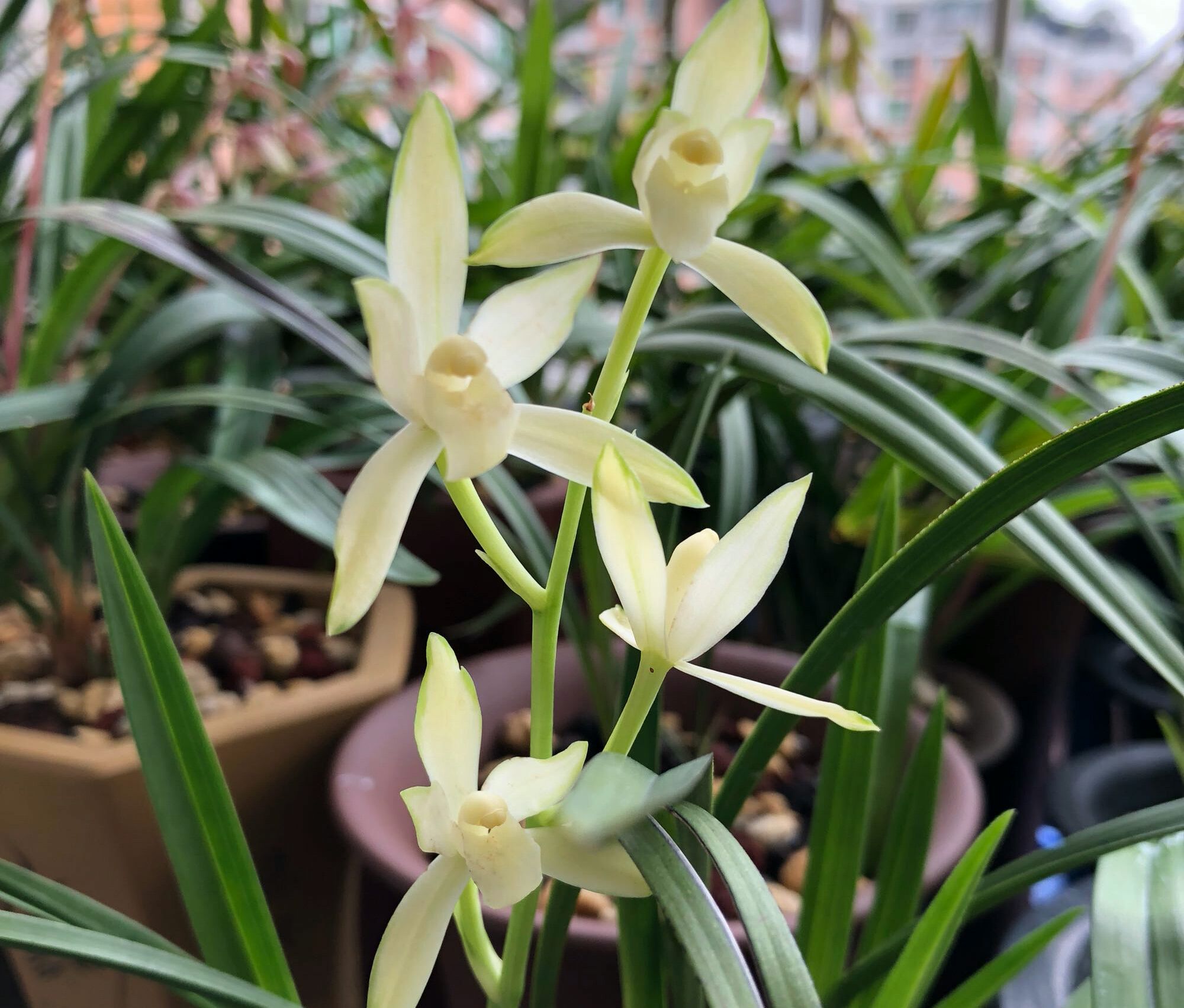 兰花根部长白毛是什么原因,兰花黑根病