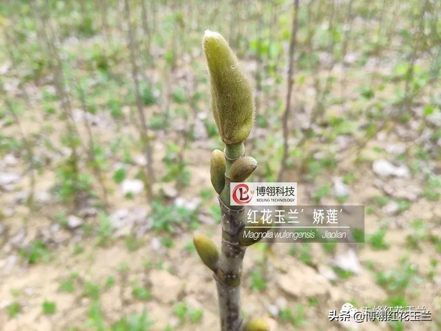 娇红一号玉兰真假识别,娇红一号玉兰和黄鸟玉兰区别