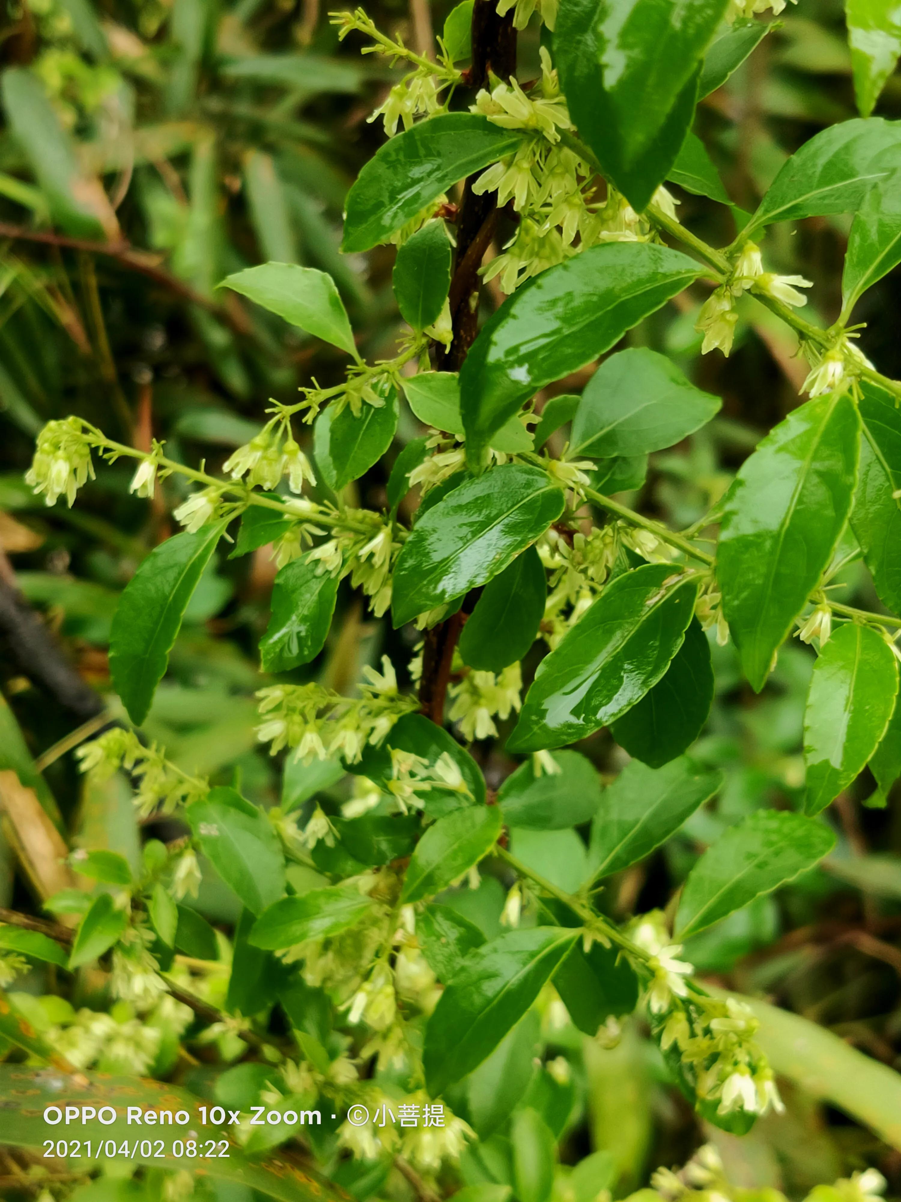 清明时节开花的花草有哪些,早春时节各种植物的样子