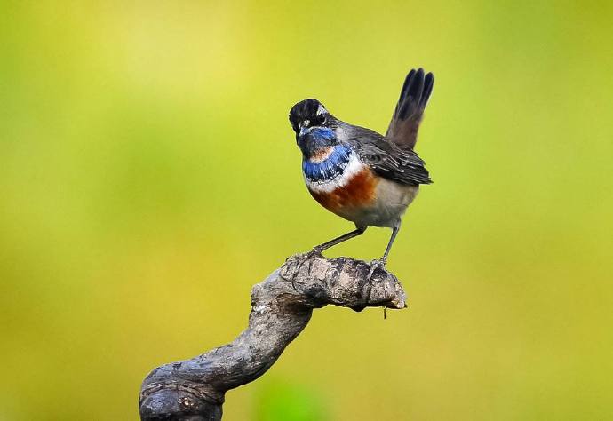 冬季养鸟的日常管理,冬季养宠注意事项