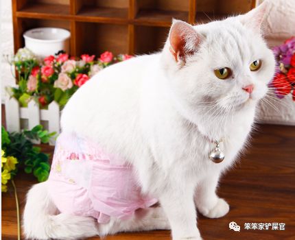 猫咪乱拉乱尿的解决方法,猫咪乱拉屎打了也不改怎么办