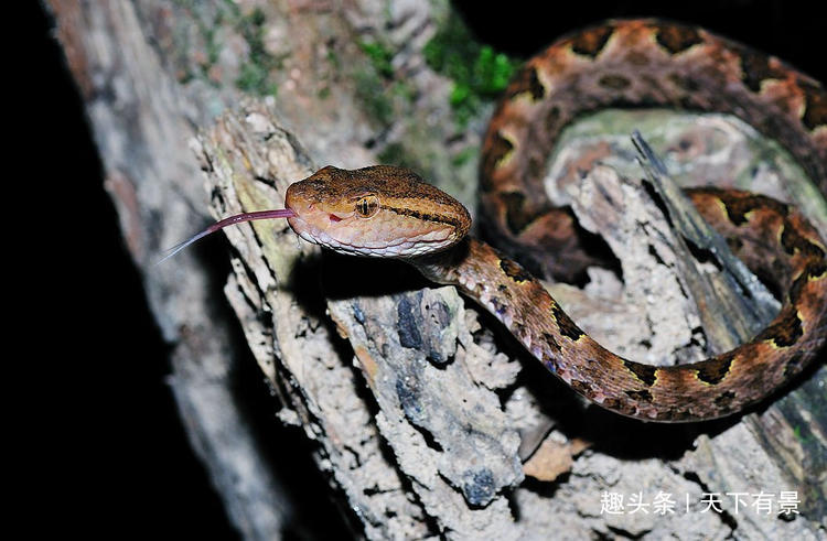 为什么蛇可以很久不进食,蛇为什么生命力这么强
