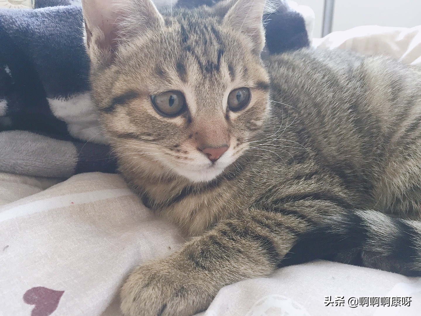 最好养的猫咪狸花猫,田园猫狸花猫真的不适合家养吗