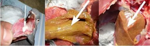 甲硝唑片可以治疗鸽子的毛滴虫吗,甲硝唑片预防鸽子毛滴虫怎么使用