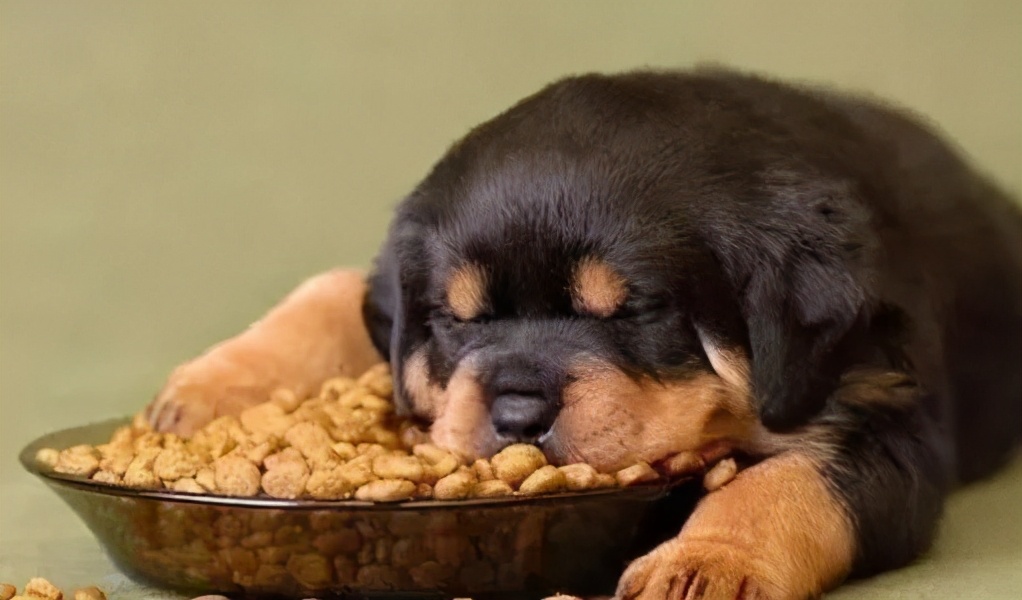 狗狗呕吐的原因及处理方法,狗狗呕吐的6种颜色