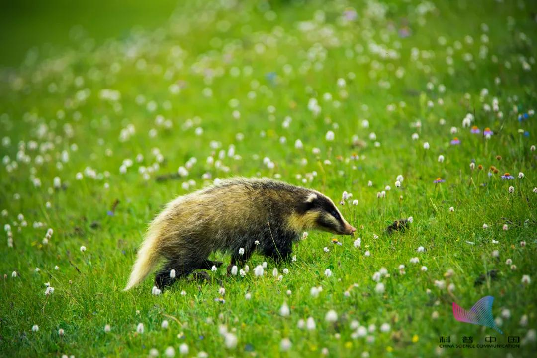 大象还没走,貉又来了!上海100多个小区出现,长得很像小浣熊?