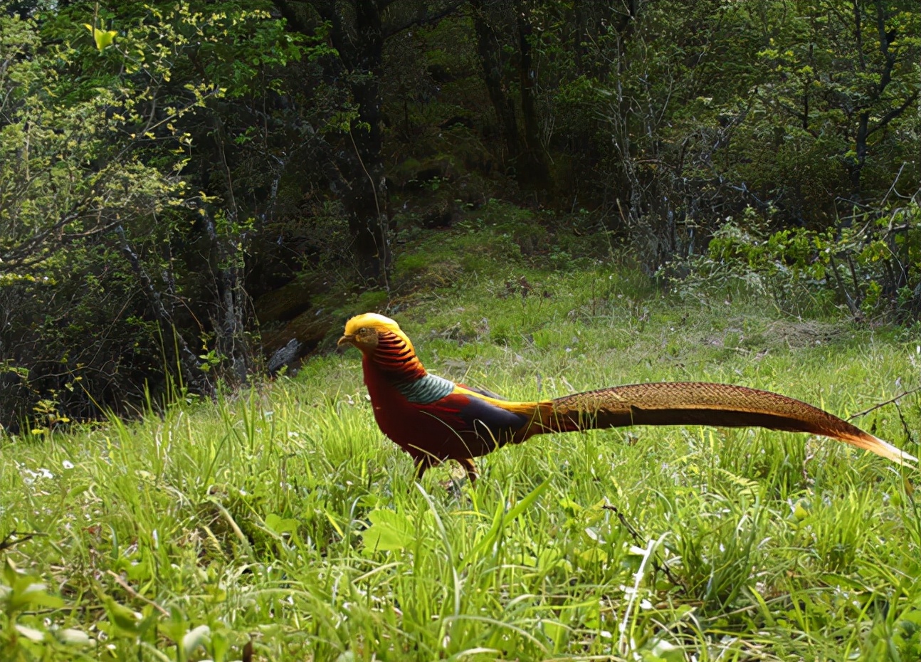 重庆这次疫情什么时候能恢复正常,重庆疫情要闻