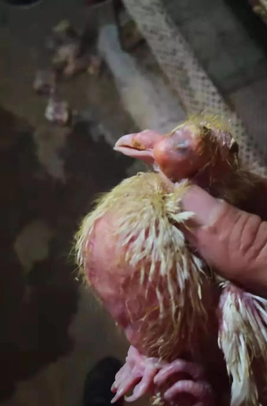 鸽子吐水是什么原因用什么药治,鸽子拉绿便吐水是什么原因