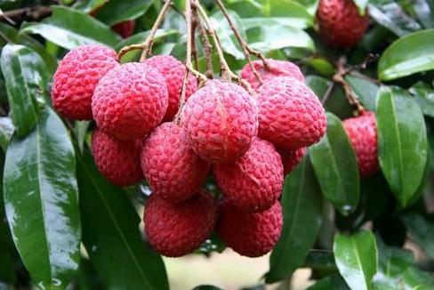 孕妇吃荔枝会引起宫缩吗,孕妇吃荔枝会滑胎吗