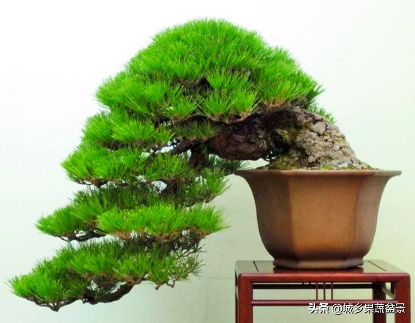 小黑松盆景的造型,黑松盆景各种造型名称及图片