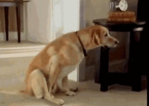 狗狗总是用屁股蹭地板，你以为是它在卖萌装傻，事实真是这样吗？