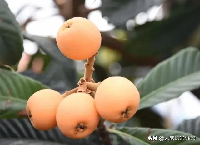 汉源土特产有哪些,汉源才有的美食