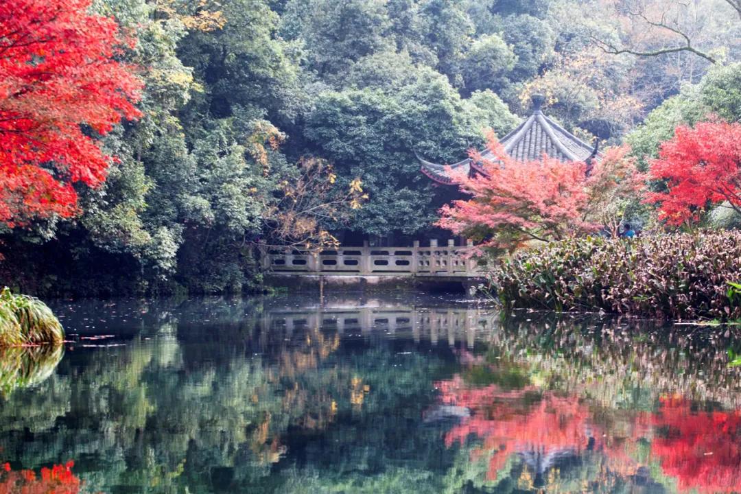 遇间播报|秋风拂杭州,阵阵桂香,满觉陇寻闲适,竟在山舍