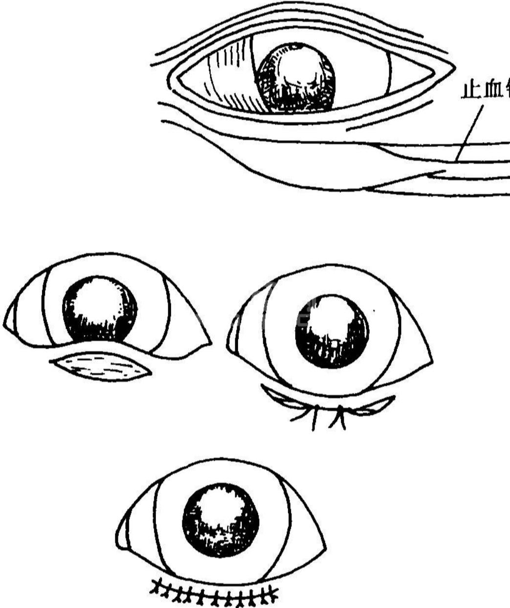 狗狗割双眼皮的危害,狗狗割双眼皮的后果