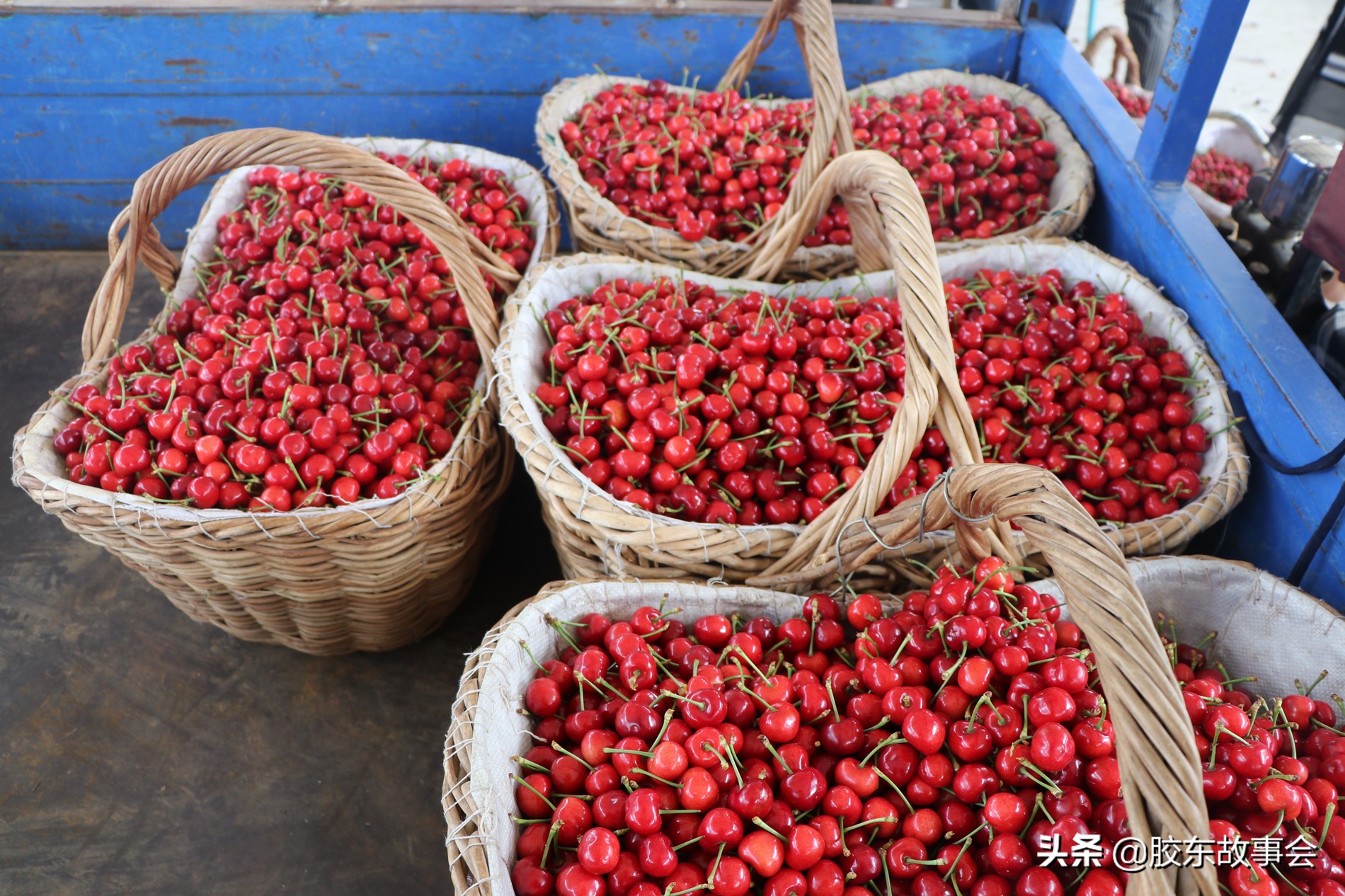 樱桃套袋和苹果套袋的区别,烟台苹果套袋方法