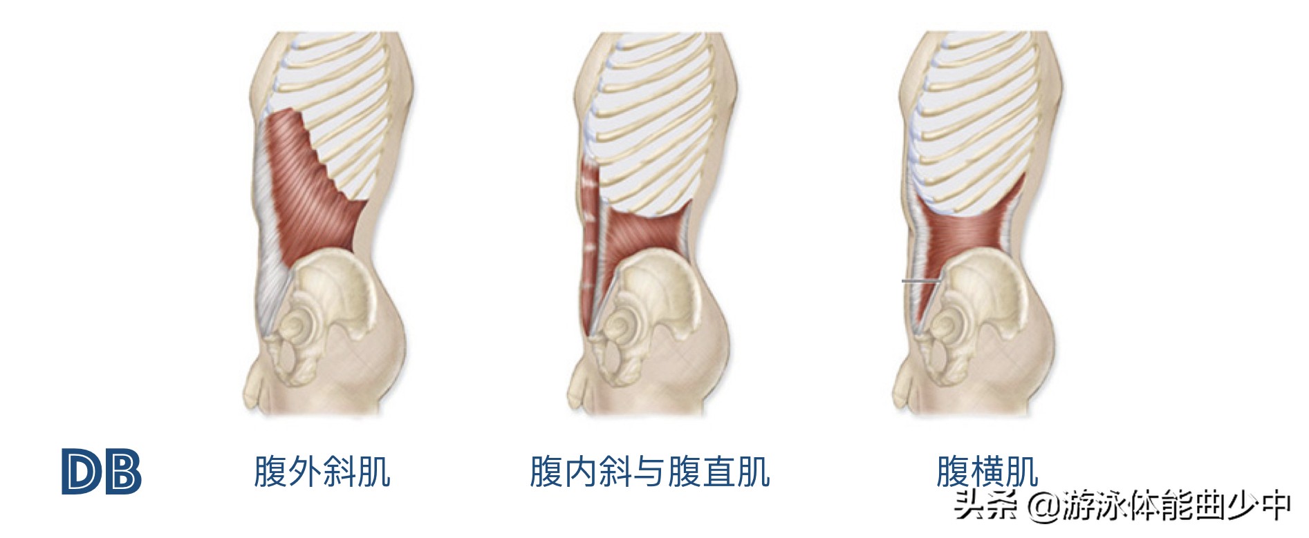 为什么游泳时要收紧核心?近端稳定造就远端的出色技术