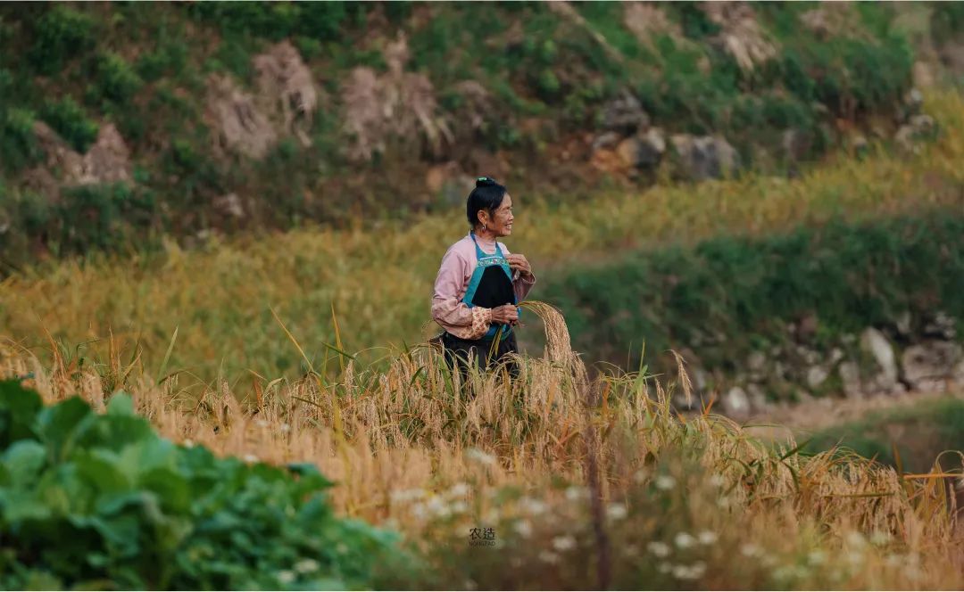 农造田野丨总有一根神经通往乡野|月亮山百里梯田