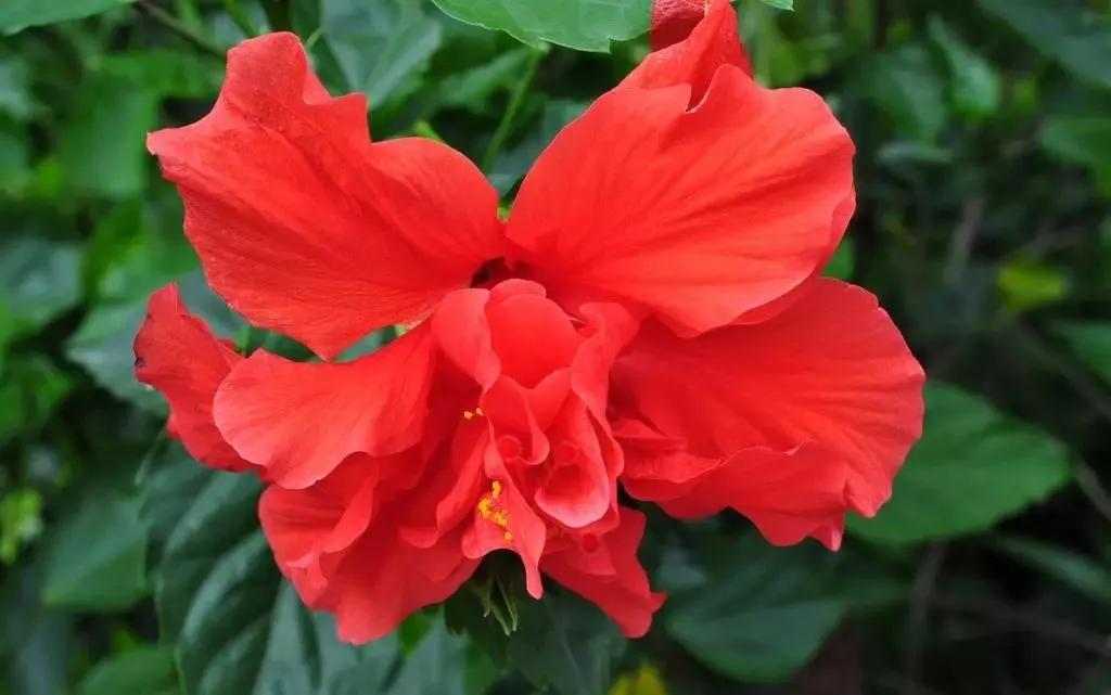 世界各国的国花集锦,英国国花世界各国的国花