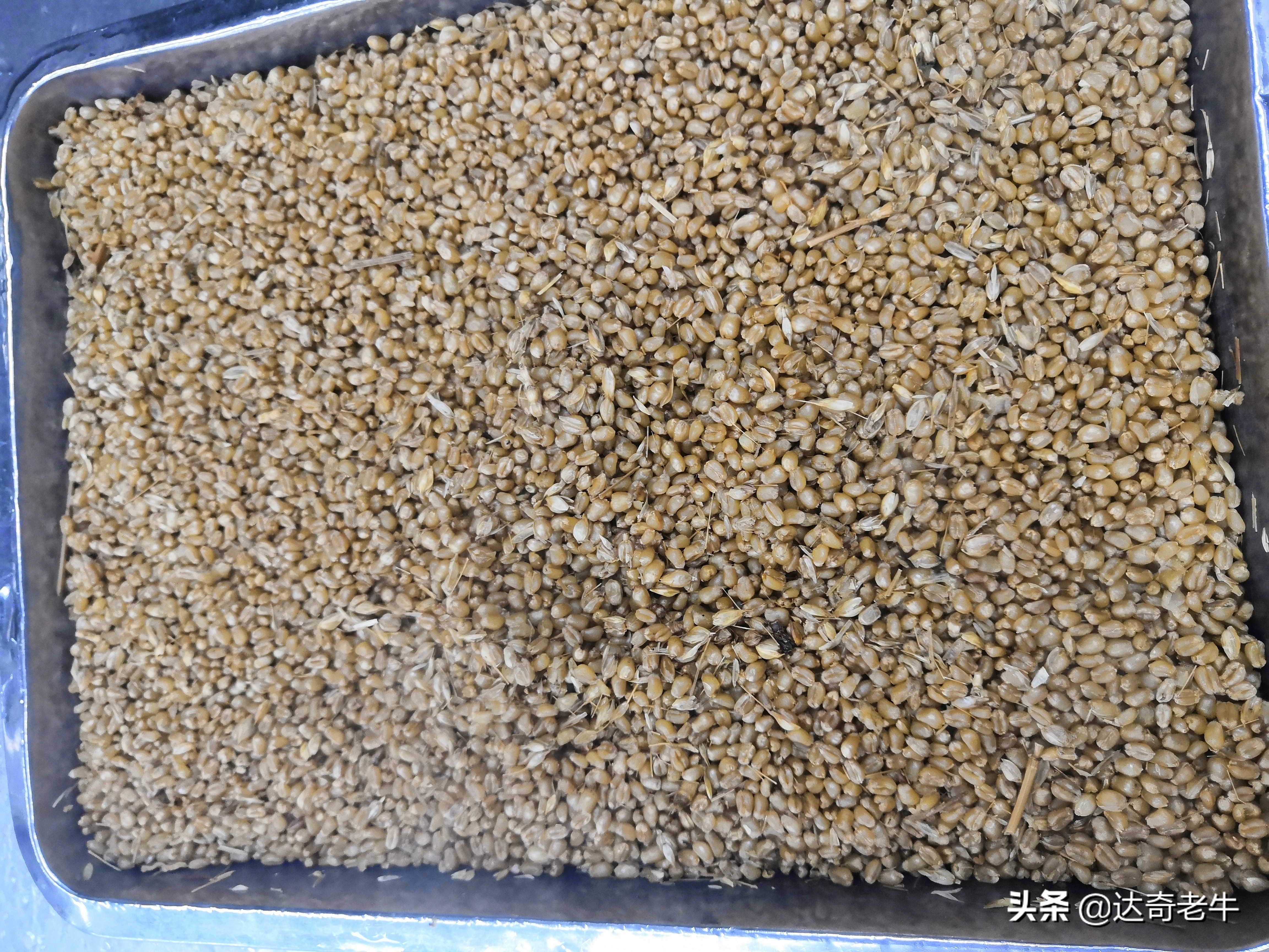 谷麦饵料长时间保存的方法,谷麦饵料怎么长期保存