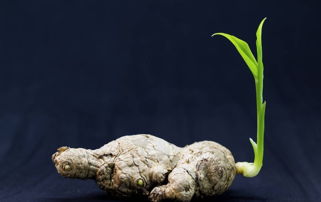 水培生姜盆栽种植方法,生姜怎么种植才能成盆栽