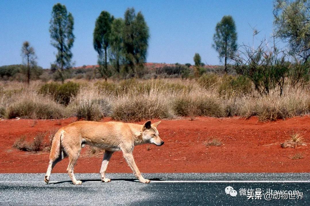出游在外小心不要被动物吃掉哦