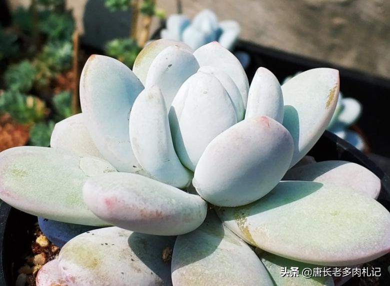 雪美人多肉过程,雪胖子多肉