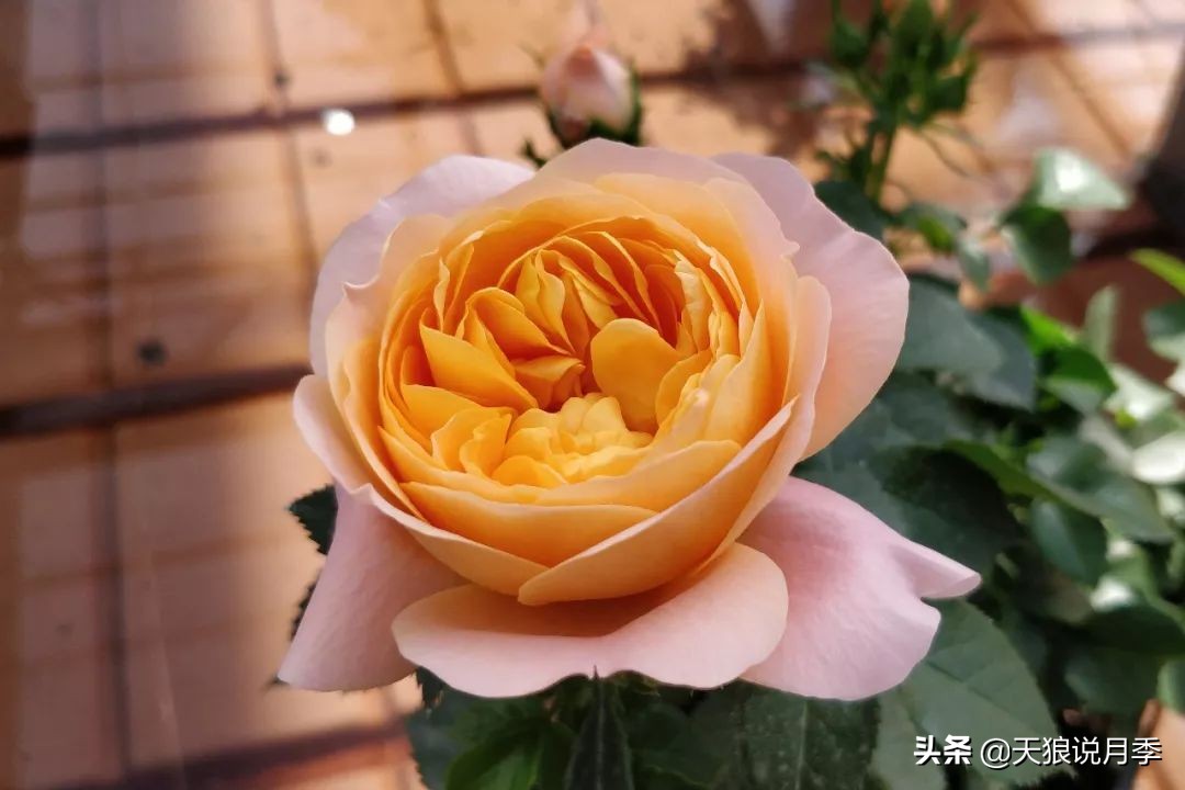 都说“最美人间四月天”，应该就是月季开花的模样吧！