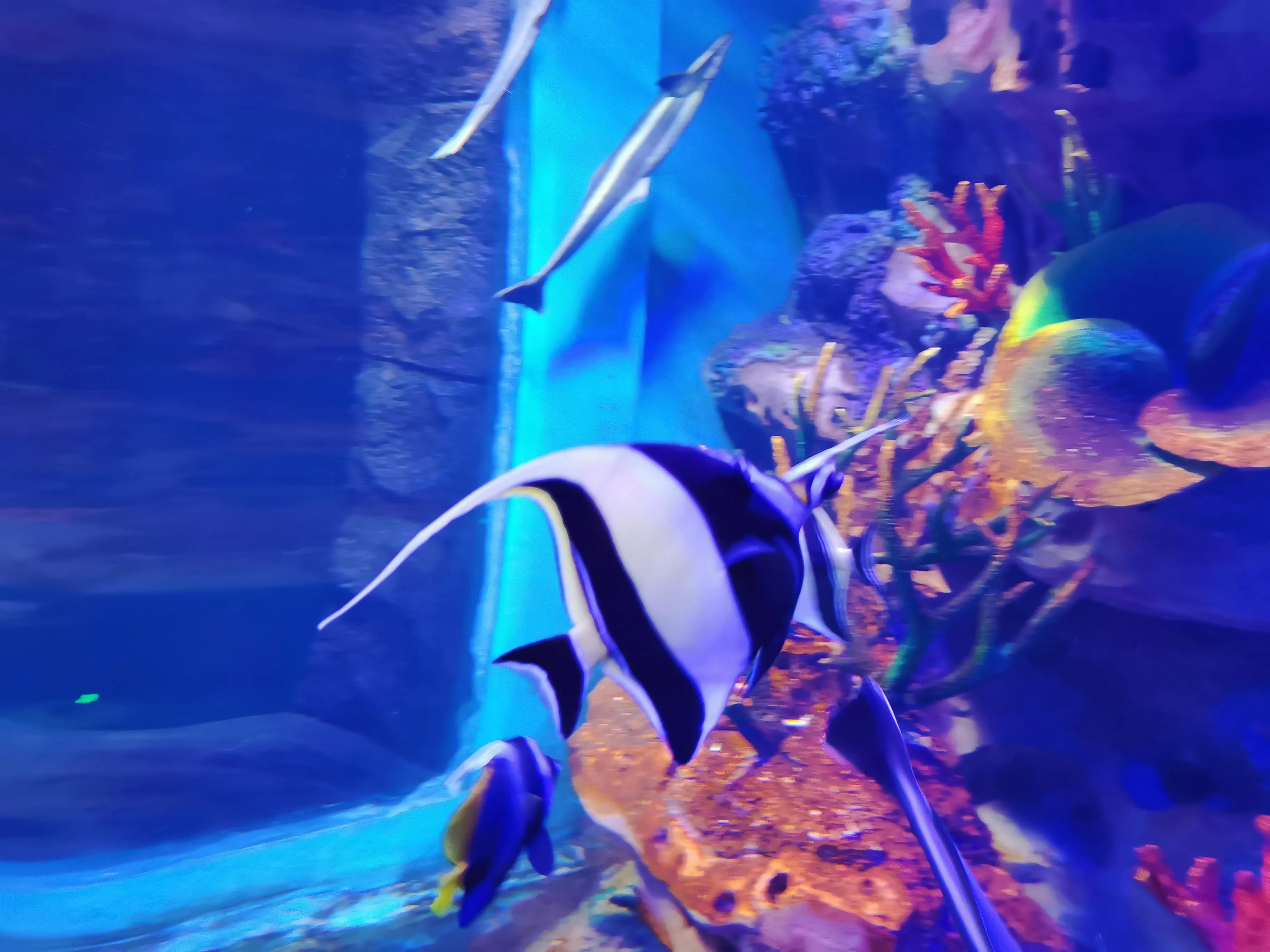 璧拌繘娴锋磱鍔ㄧ墿娴峰簳涓栫晫,鍙傝娴峰簳涓栫晫娴锋磱鍔ㄧ墿瑙嗛