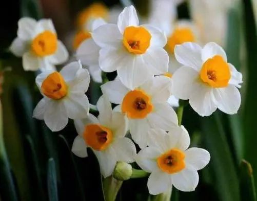 十种有毒的常见花卉植物,这几种带毒的植物家里一定不能养