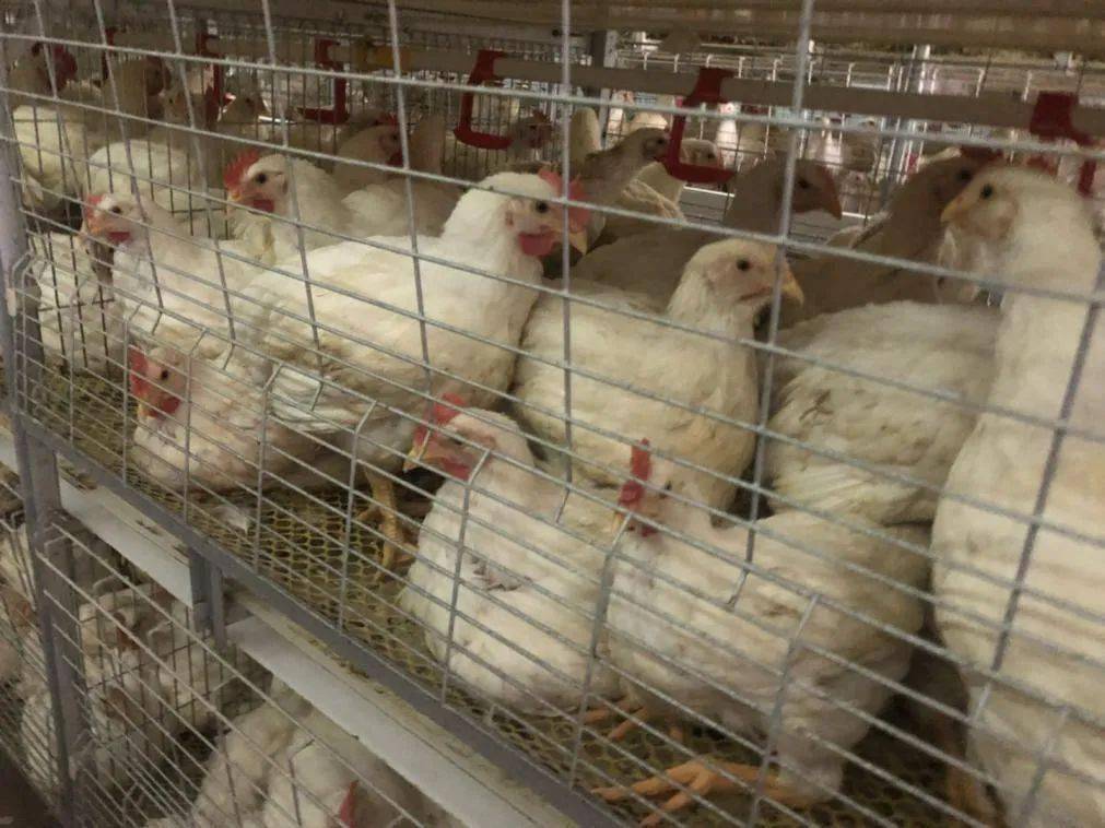 小鸡喉咙发炎呼吸困难怎么办,小鸡呼吸困难解决方法