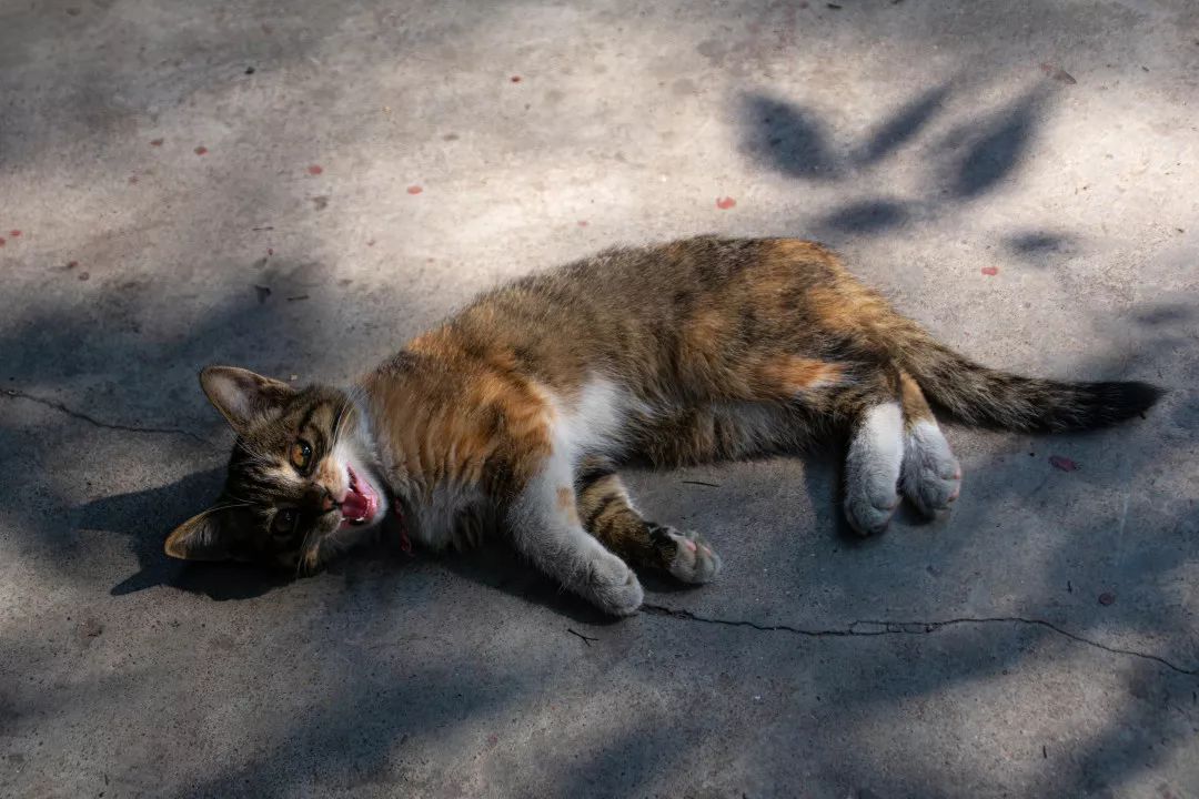 成都十三座清真寺,成都土桥上寺清真寺