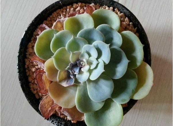 多肉叶子为什么一碰就掉,多肉叶子一碰就掉怎么办