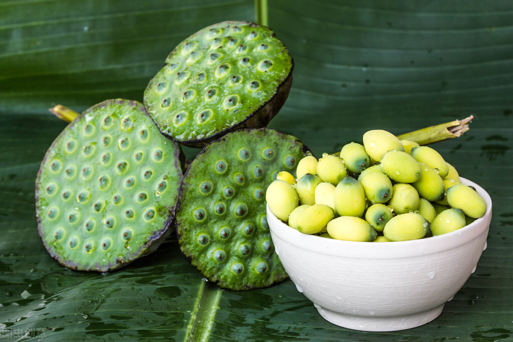 荷花盆栽不发芽怎么办,荷花暂时种不了怎么处理