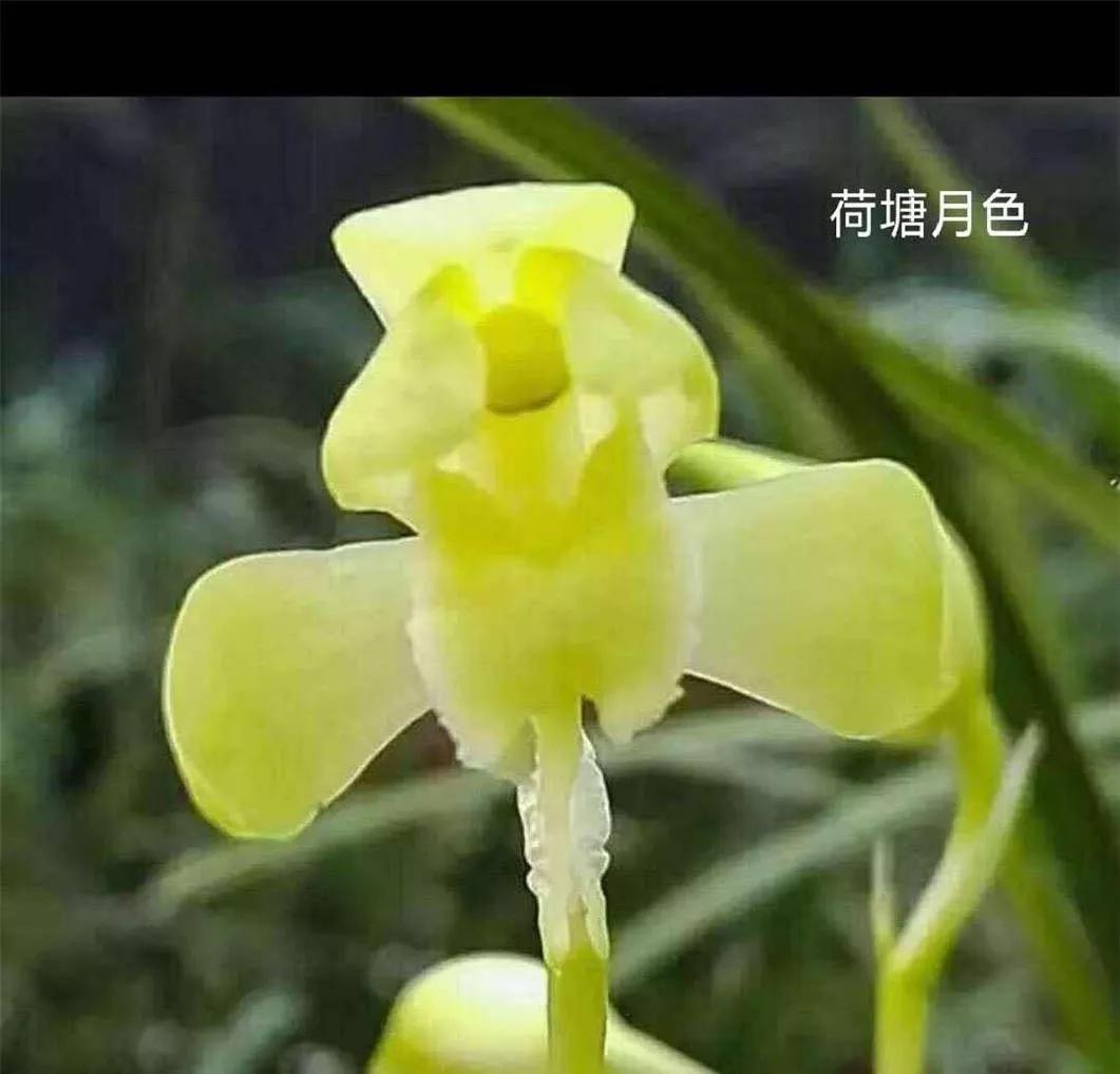 蕙兰素心图片大全欣赏,蕙兰荷形素心图片