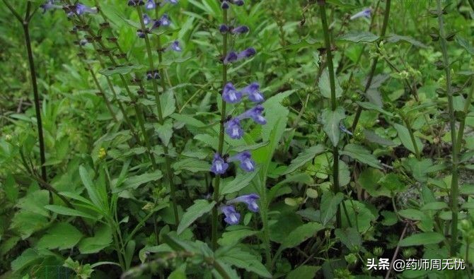 白话文中药,中药半枝莲视频