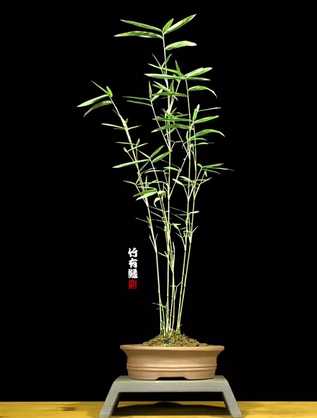 《竹子浇水宝典》竹子浇水是门大学问！