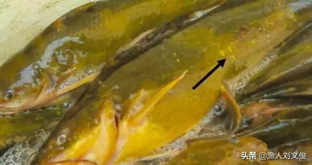 黄颡鱼烂鳃是怎么回事,黄颡鱼腐皮烂身