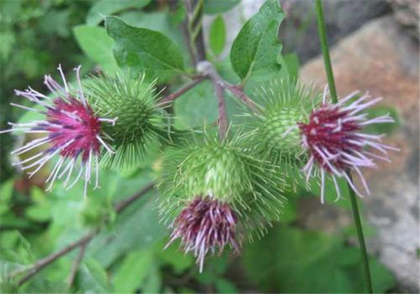 牛蒡怎么种植方法和技术视频,牛蒡种植的方法和注意事项