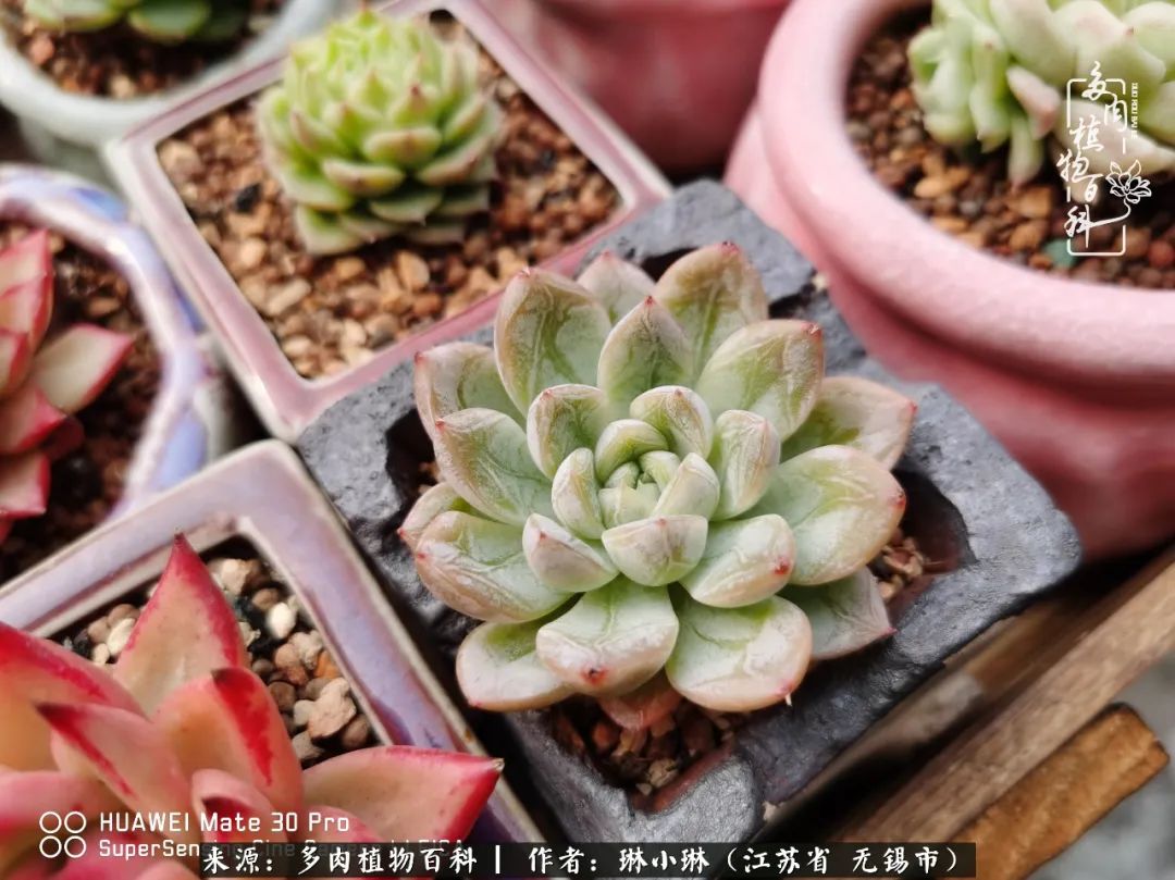 多肉变美是需要时间的,千万别辜负了多肉变美的黄金季节