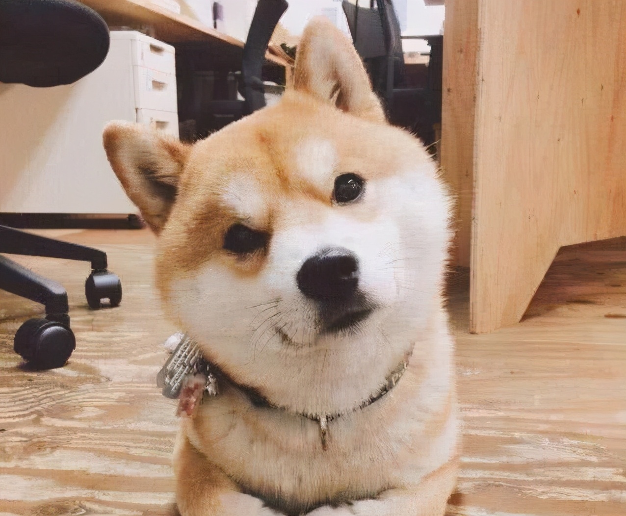 狗狗没精神没食欲大便干尿黄,狗狗食欲不振尿黄怎么回事