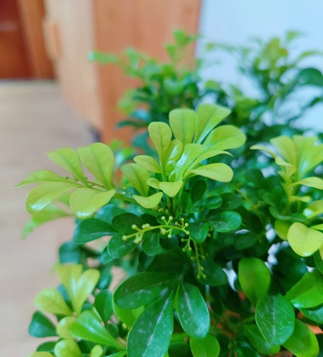 米兰花的四季养护方法和注意事项,米兰花冬天怎么养护和浇水方法