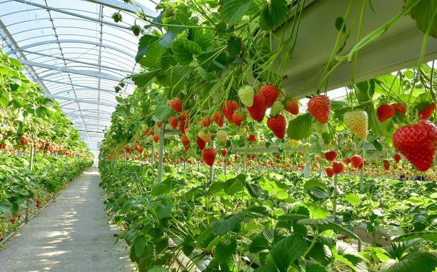 为什么草莓一晒太阳叶子就会干枯,草莓的叶子变黄变干是缺水吗