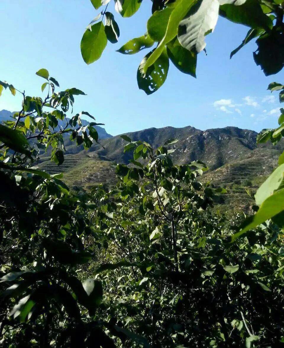 植物百科,植物百科视频